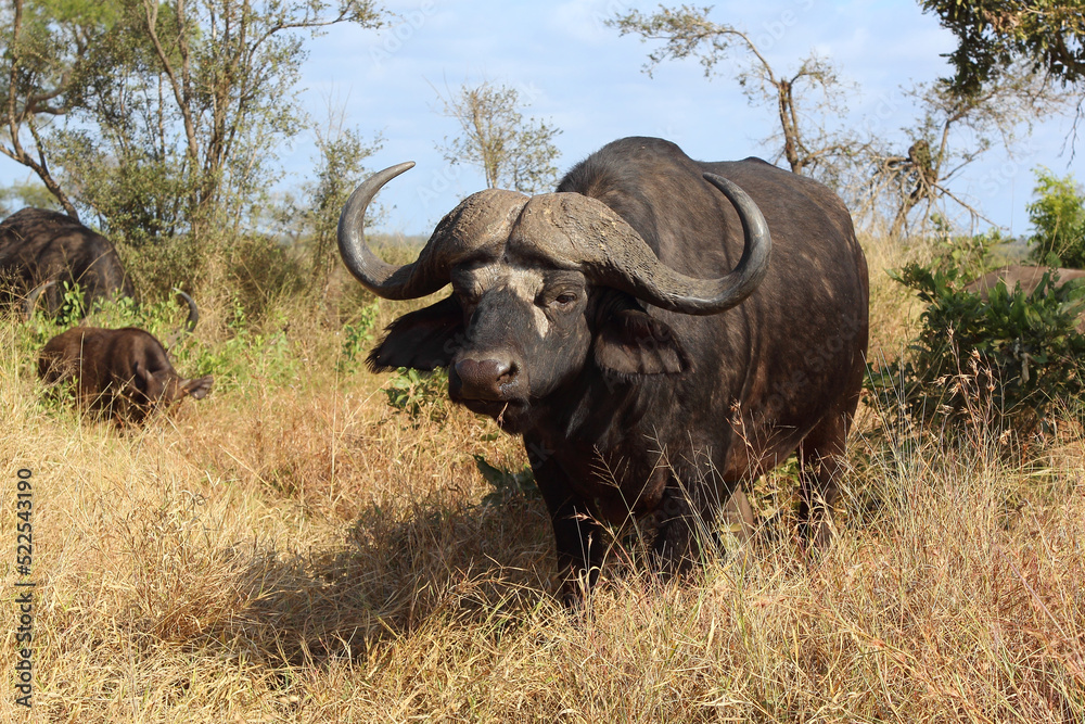 Kaffernbüffel / African buffalo / Syncerus caffer Kaffernbüffel / African buffalo / Syncerus caffer