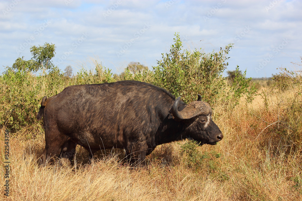 Kaffernbüffel / African buffalo / Syncerus caffer Kaffernbüffel / African buffalo / Syncerus caffer