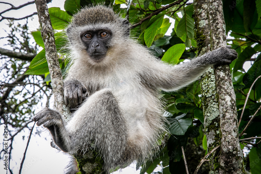 Fototapeta premium Vervet monkey (Chlorocebus pygerythrus)
