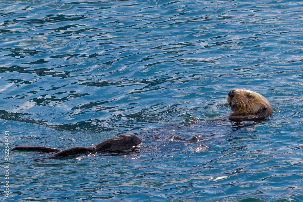 Fototapeta premium Sea Otter (2022)