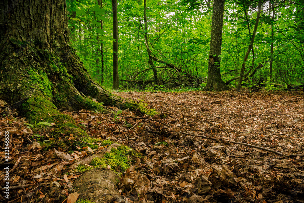 Fototapeta premium Forest Floor