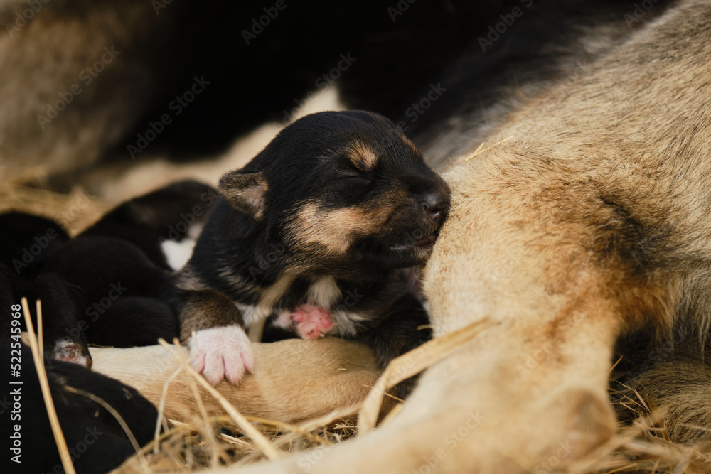 Tiny Alaskan husky from Northern sled dog kennel sleeps next to mother and other puppies. Mongrel was recently born, eyes still closed. Newborn black and red puppy portrait close up. Tiny Alaskan husky from Northern sled dog kennel sleeps next to mother and other puppies. Mongrel was recently born, eyes still closed. Newborn black and red puppy portrait close up.
