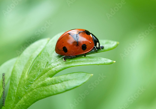 Coccinelle © Marie
