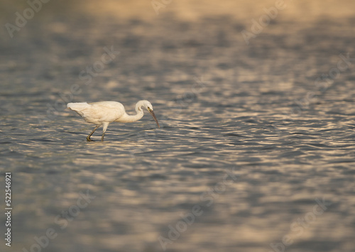 Western reef egret white morphed fishing at Maameer, Bahrain photo