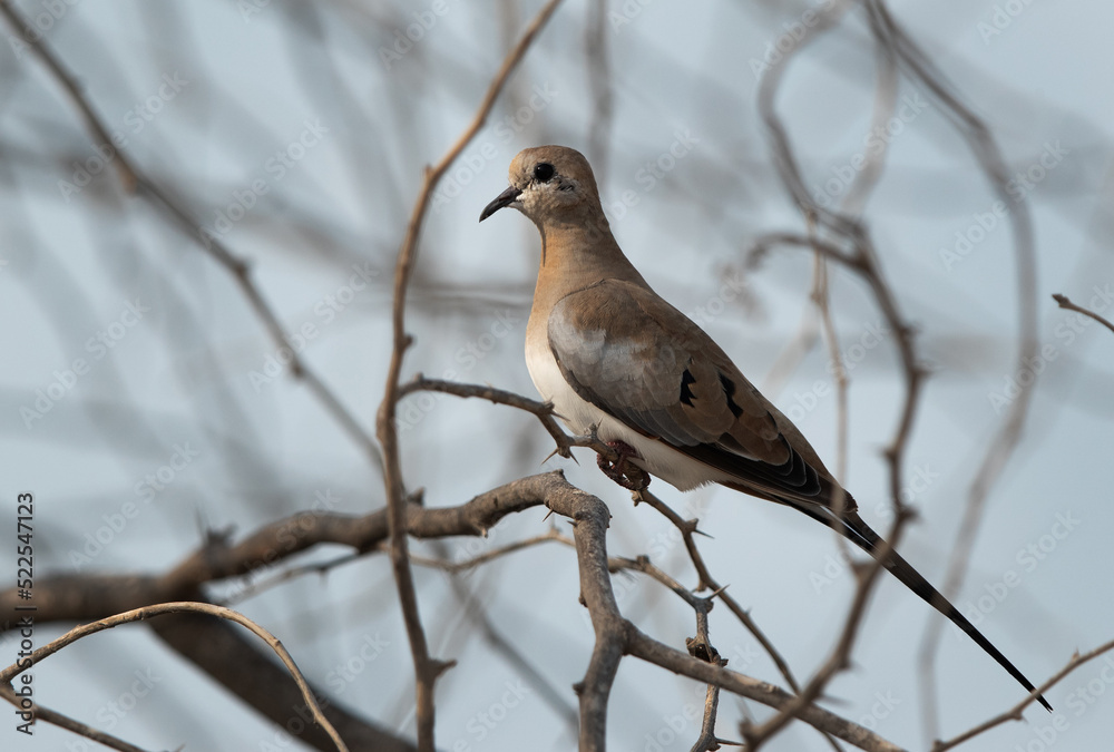 Namaqua Dove perched on acacia tree at hamala, Bahrain Namaqua Dove perched on acacia tree at hamala, Bahrain