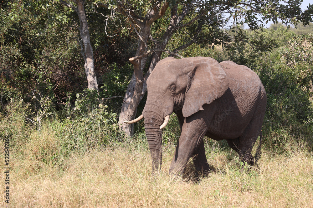 Fototapeta premium Afrikanischer Elefant / African elephant / Loxodonta africana