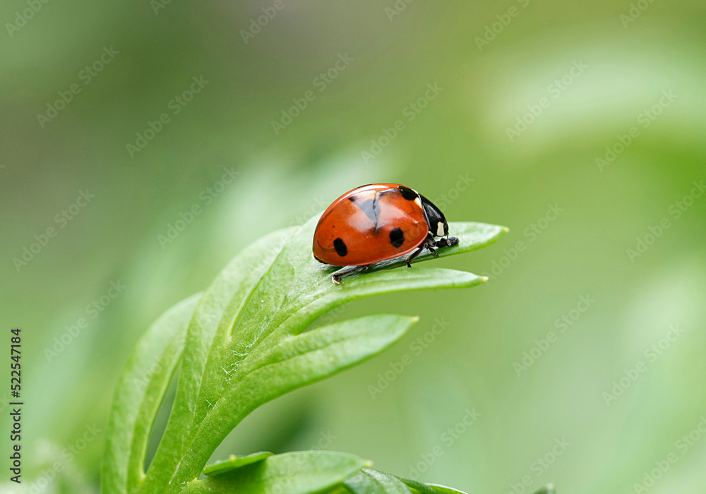 Coccinelle