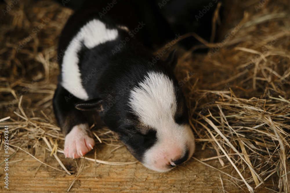 A tiny Alaskan husky from kennel of northern sled dogs sleeps lying on hay. The mongrel puppy was recently born, eyes still closed.Newborn black and white puppy with pink nose portrait close up.