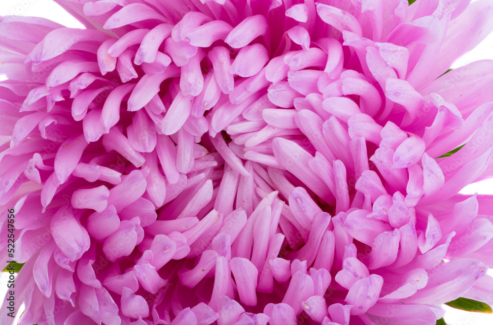 background of asters close-up background of asters close-up