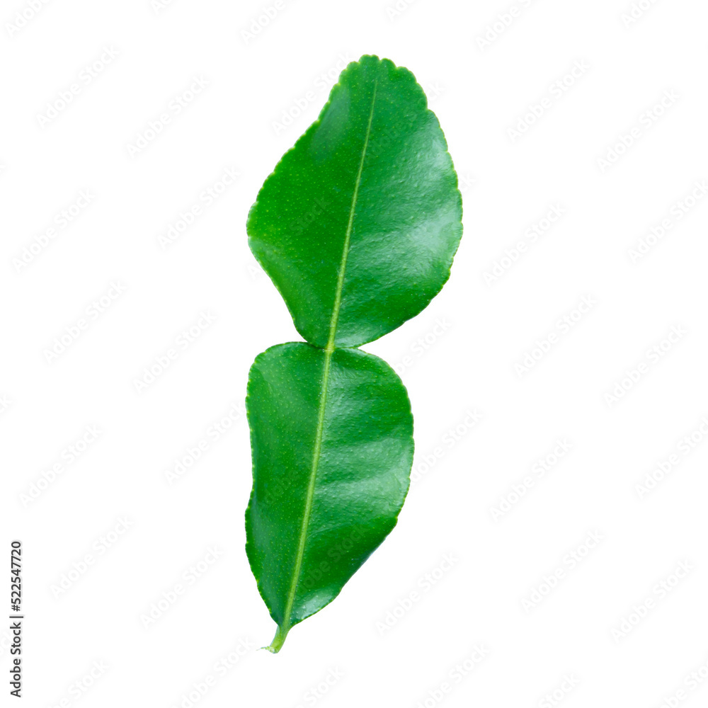 Obraz premium Kaffir lime leaves