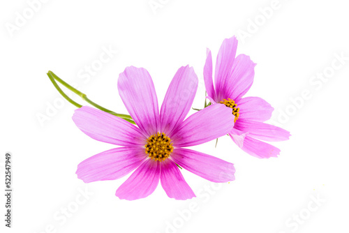 cosmea flower isolated