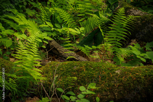 Emerald Ferns