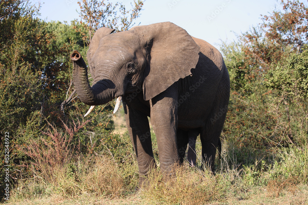 Afrikanischer Elefant / African elephant / Loxodonta africana Afrikanischer Elefant / African elephant / Loxodonta africana
