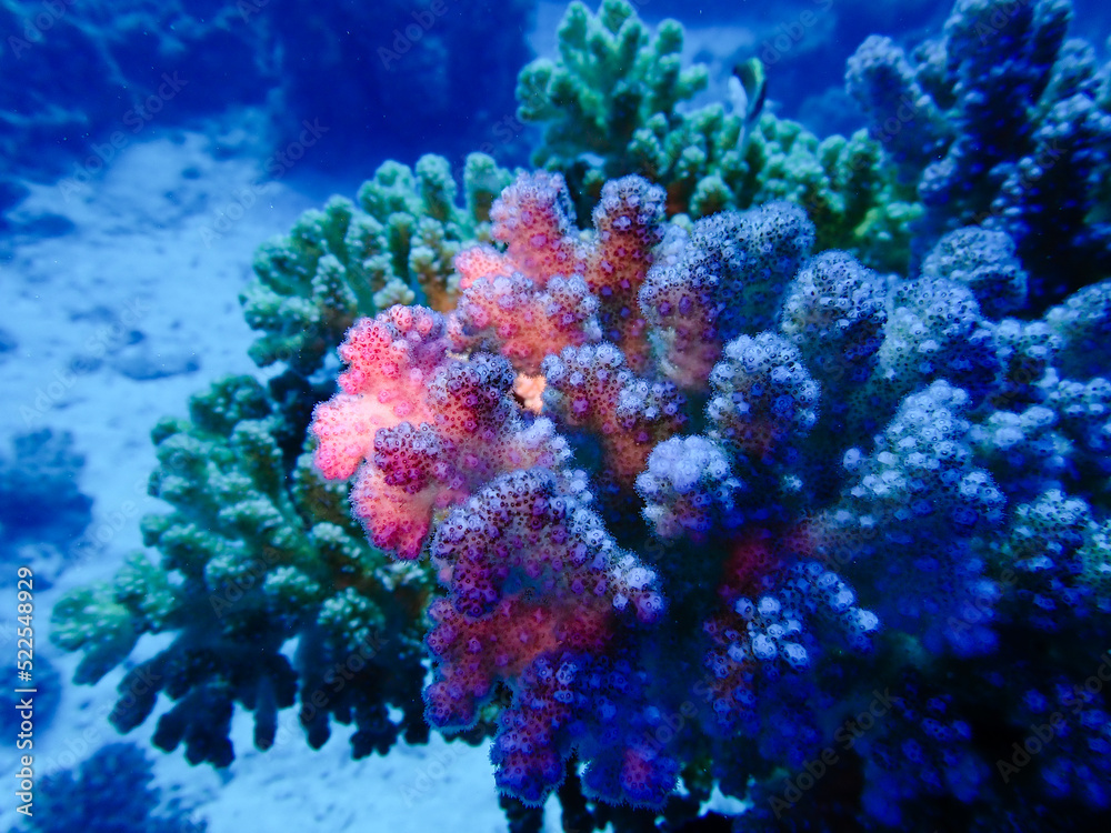 Obraz premium Coral Texture