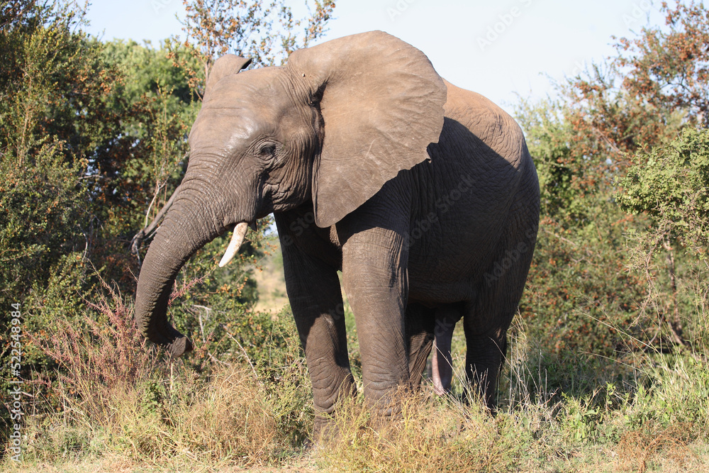 Afrikanischer Elefant / African elephant / Loxodonta africana Afrikanischer Elefant / African elephant / Loxodonta africana
