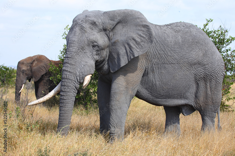 Fototapeta premium Afrikanischer Elefant / African elephant / Loxodonta africana