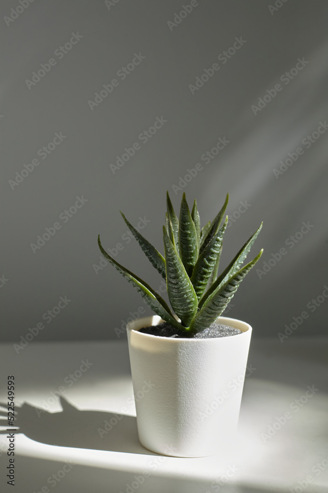 a minimalistic artificial plant in a white pot stands on the table a minimalistic artificial plant in a white pot stands on the table