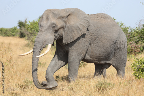 Afrikanischer Elefant   African elephant   Loxodonta africana