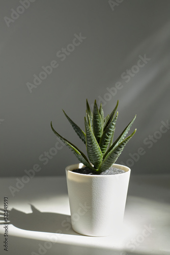 a minimalistic artificial plant in a white pot stands on the table