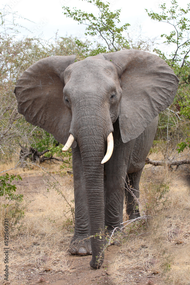 Fototapeta premium Afrikanischer Elefant / African elephant / Loxodonta africana