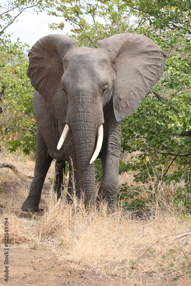 Fototapeta premium Afrikanischer Elefant / African elephant / Loxodonta africana