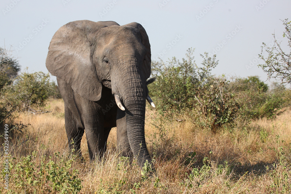 Afrikanischer Elefant / African elephant / Loxodonta africana Afrikanischer Elefant / African elephant / Loxodonta africana