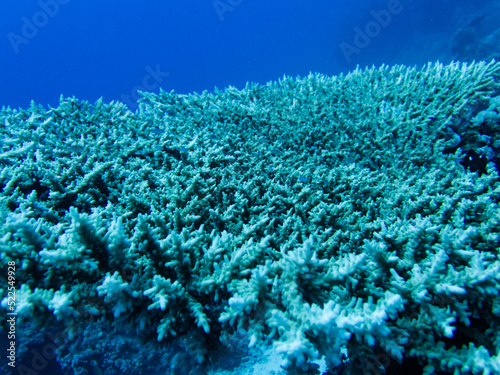 Big Coral in Egypt photo