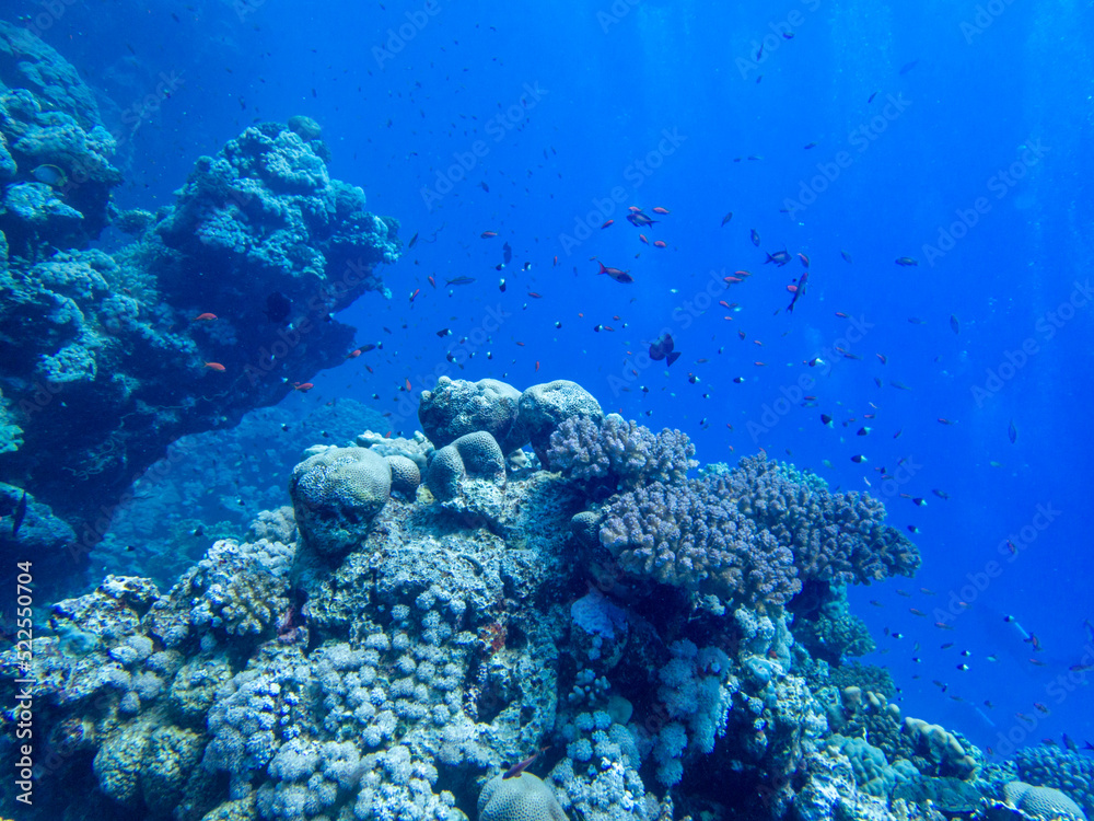 Fototapeta premium Scuba Diving in the Red Sea in Egypt