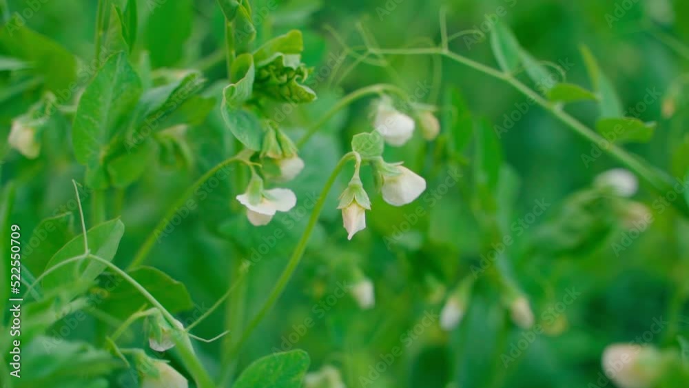Blooming pea close-up on a blurred background. Smooth camera movement. Blooming pea close-up on a blurred background. Smooth camera movement.