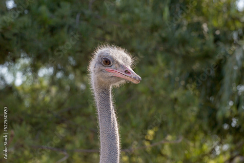 The ostrich at the zoo