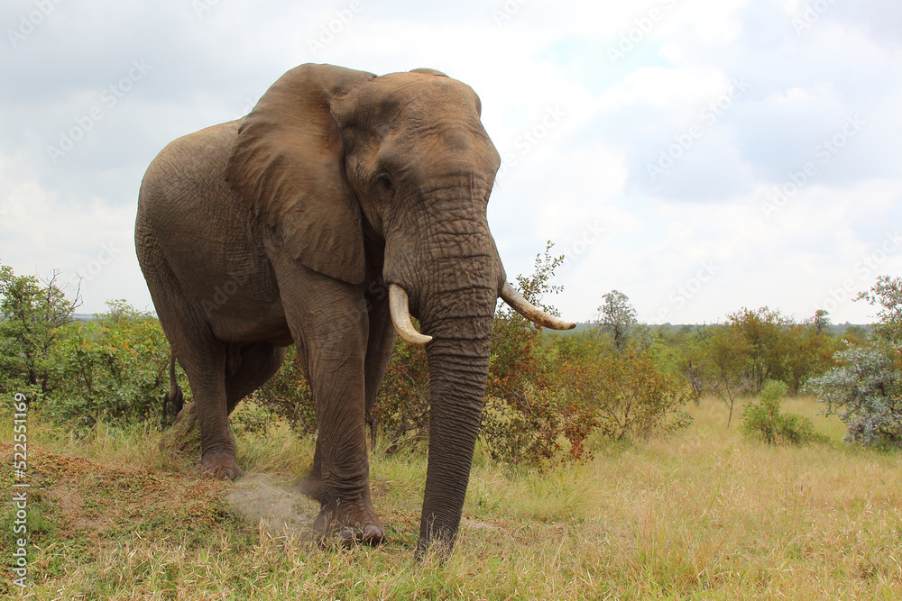 Fototapeta premium Afrikanischer Elefant / African elephant / Loxodonta africana