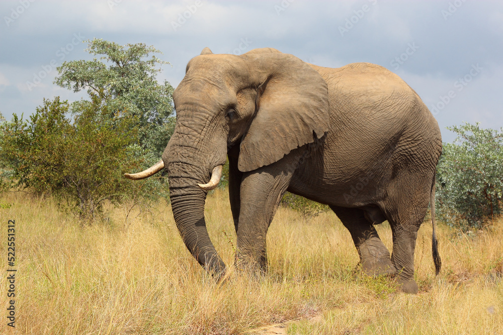 Fototapeta premium Afrikanischer Elefant / African elephant / Loxodonta africana