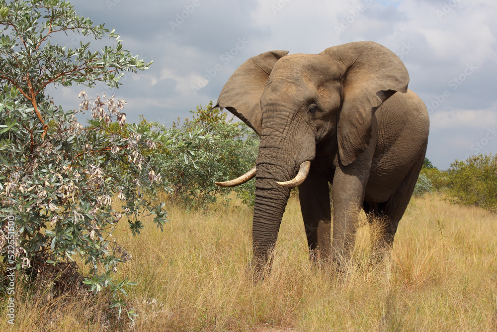 Fototapeta premium Afrikanischer Elefant / African elephant / Loxodonta africana