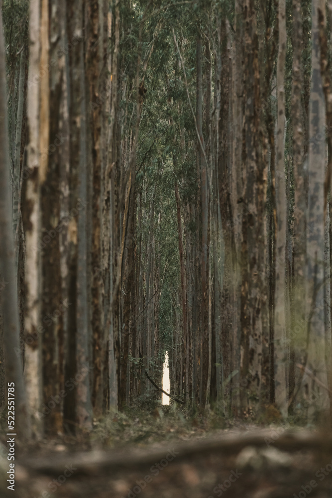 Fototapeta premium tree path