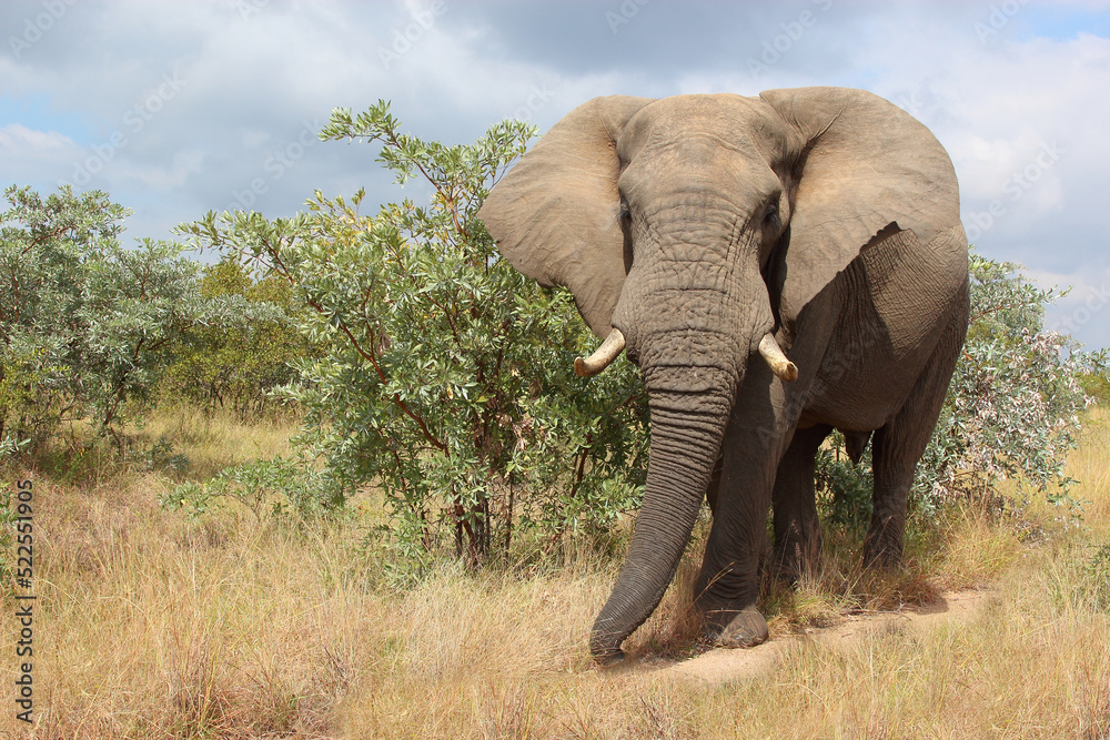Fototapeta premium Afrikanischer Elefant / African elephant / Loxodonta africana