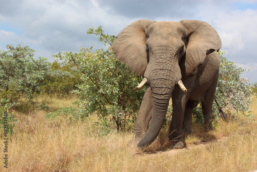 Afrikanischer Elefant / African elephant / Loxodonta africana Afrikanischer Elefant / African elephant / Loxodonta africana