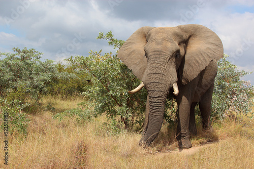 Afrikanischer Elefant   African elephant   Loxodonta africana