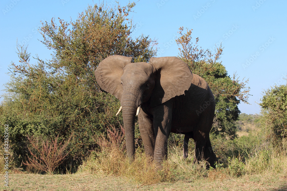 Afrikanischer Elefant / African elephant / Loxodonta africana Afrikanischer Elefant / African elephant / Loxodonta africana