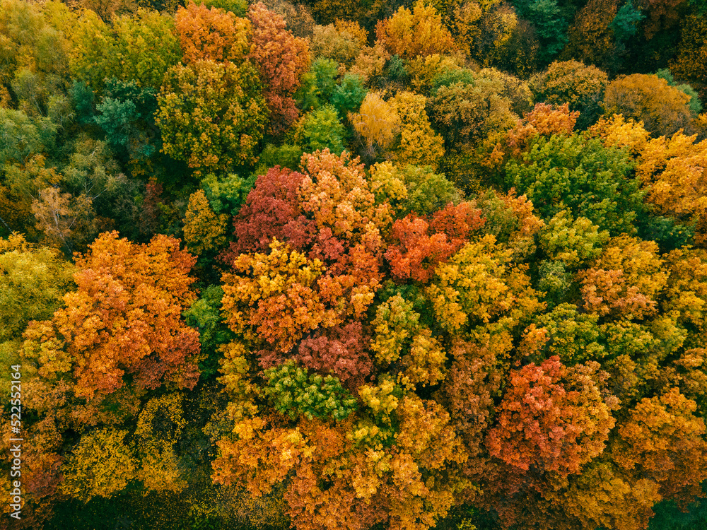 aerial view of autumn forest aerial view of autumn forest