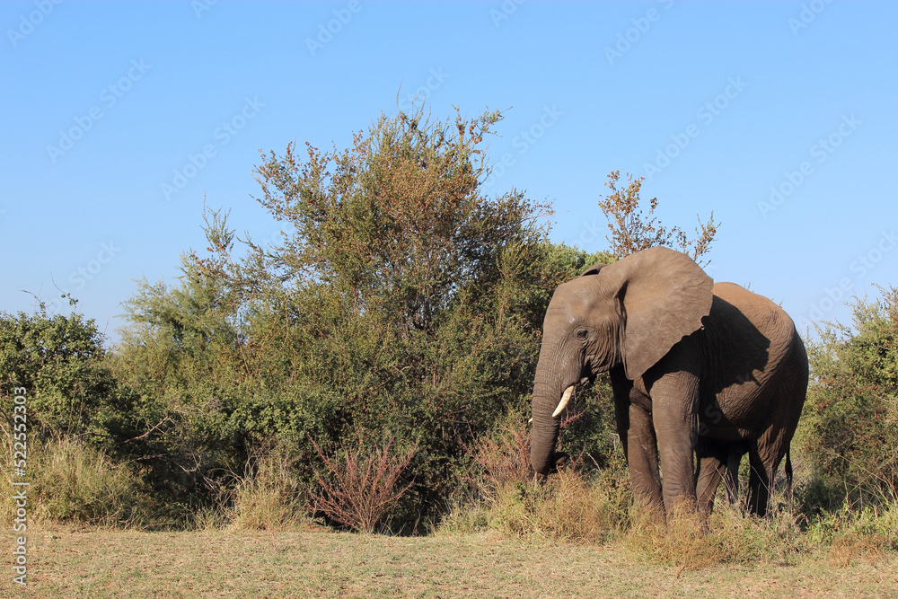 Afrikanischer Elefant / African elephant / Loxodonta africana