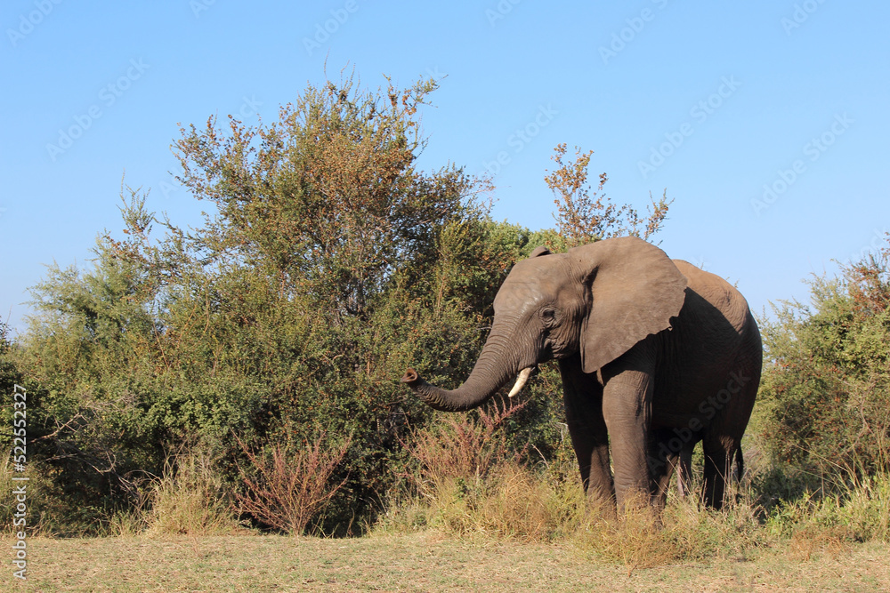 Obraz premium Afrikanischer Elefant / African elephant / Loxodonta africana