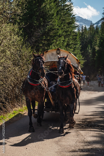 Horse-drawn carriage on a road in the mountains © phpetrunina14