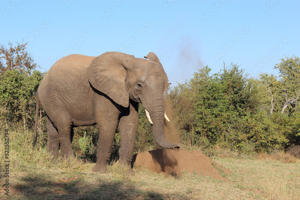 Obraz premium Afrikanischer Elefant / African elephant / Loxodonta africana