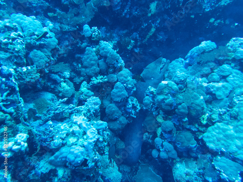 Moray Eel in the red sea