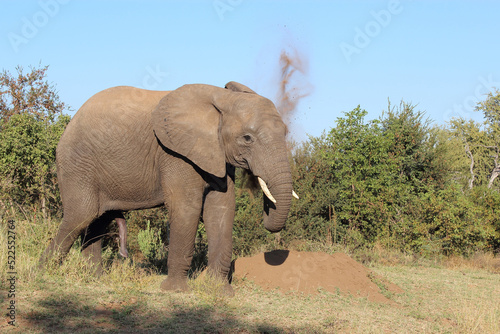 Afrikanischer Elefant   African elephant   Loxodonta africana