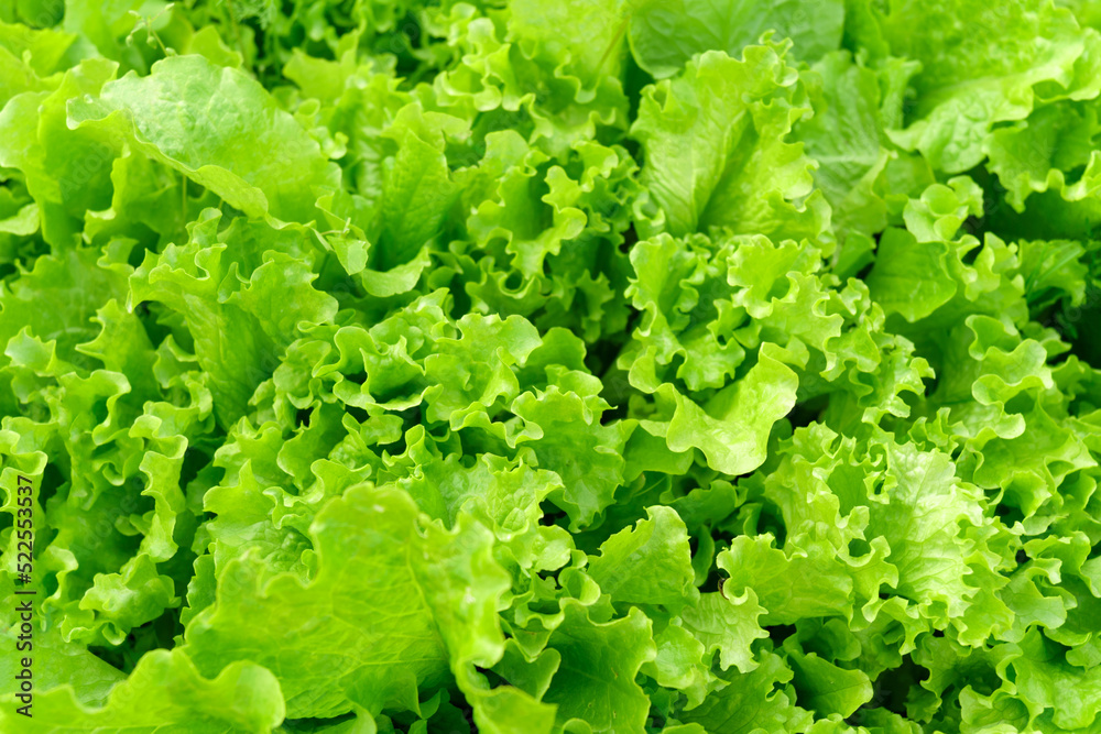 Green Lettuce leaves texture background, closeup. Leaf Lettuce grow in garden bed Green Lettuce leaves texture background, closeup. Leaf Lettuce grow in garden bed