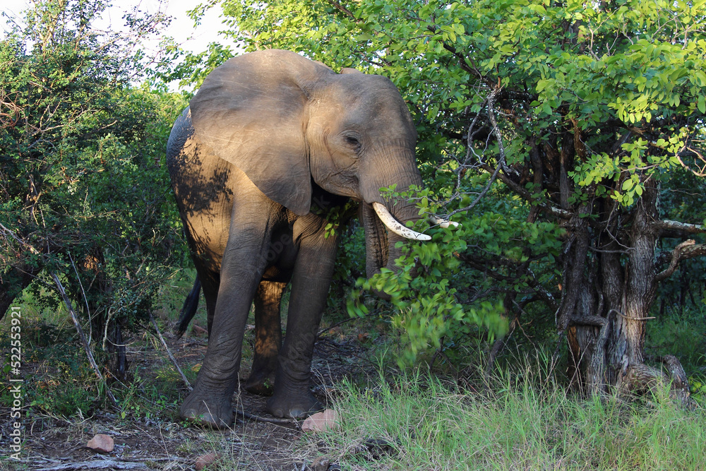 Fototapeta premium Afrikanischer Elefant / African elephant / Loxodonta africana