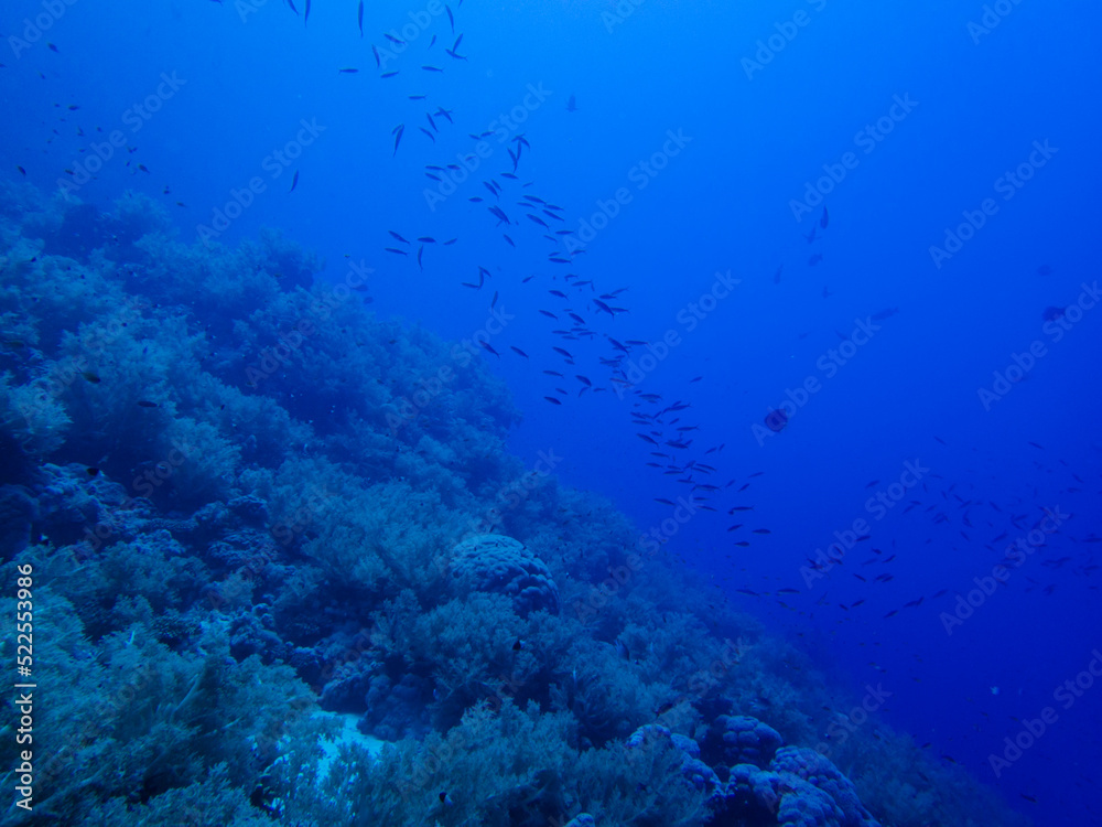 Fototapeta premium Diving in the Red Sea at Egypt