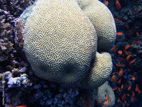 Close up of a Coral photo