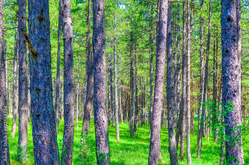 Obraz premium Pine trees forest during summer day in Zlatibor, Serbia.
